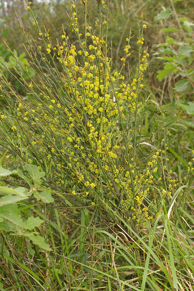 Osyris alba / Ginestrella comune